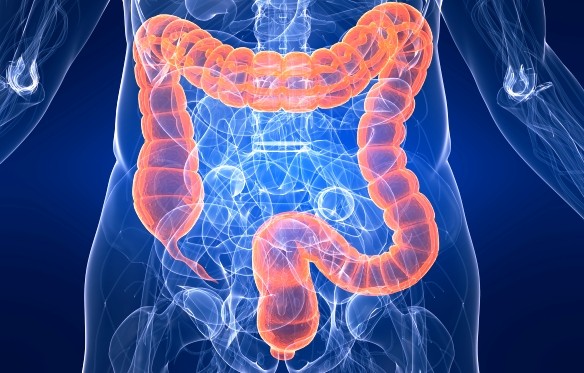 The Fascinating World of Your Colon